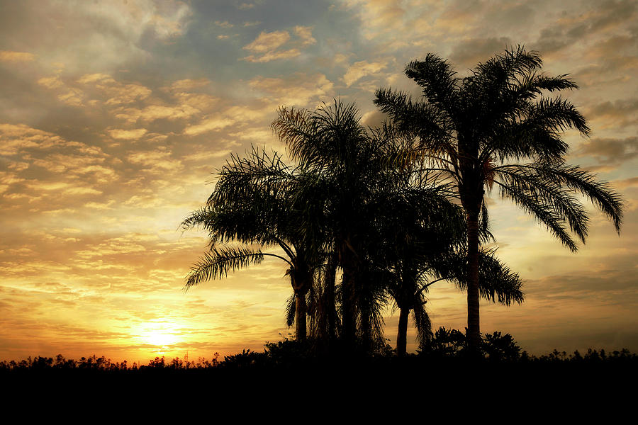 Sunset Painting - Everglades Sunrise 7552 by Mike Jones Photo