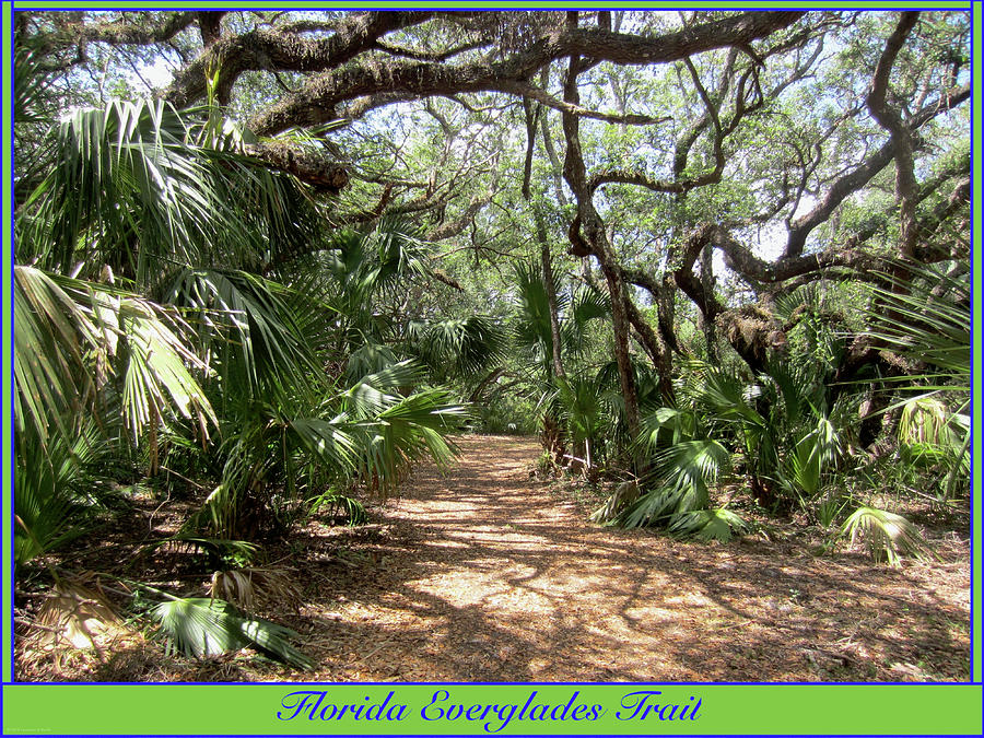 Alligator Photograph - Everglades Trail by Artist Laurence
