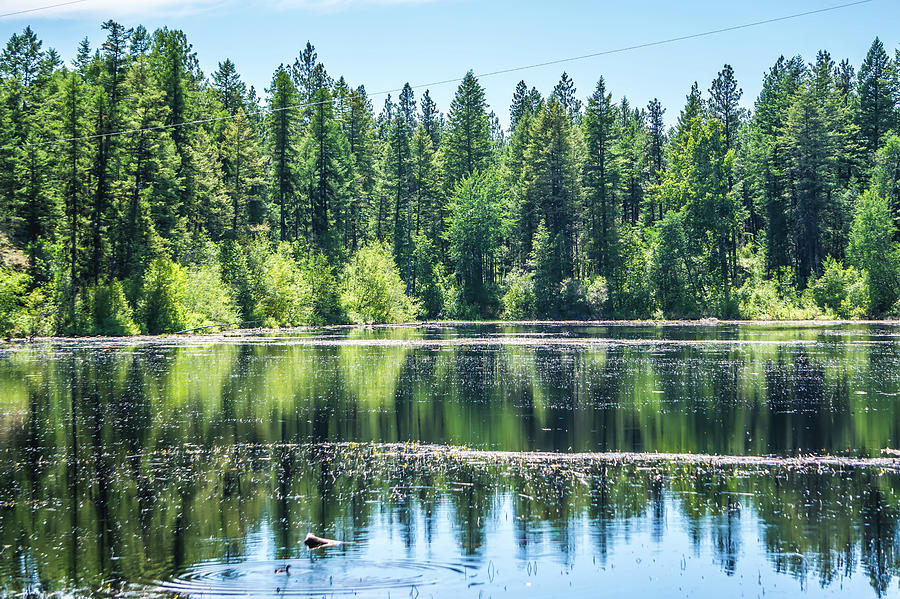 Evergreen Forest Reflecting In Lake Photograph by Alex Grichenko