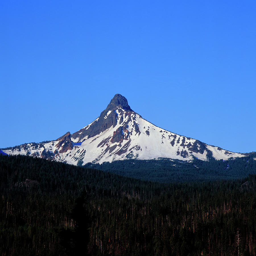 Evergreen Forest with Mount Washington Rising Above - OREG301 00106 ...