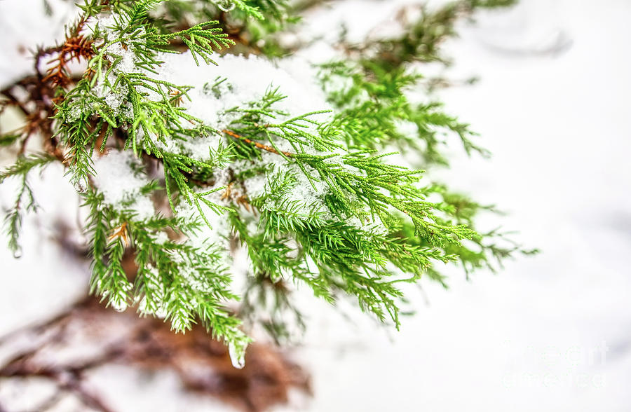 Evergreen by James Foshee Evergreen by James Foshee