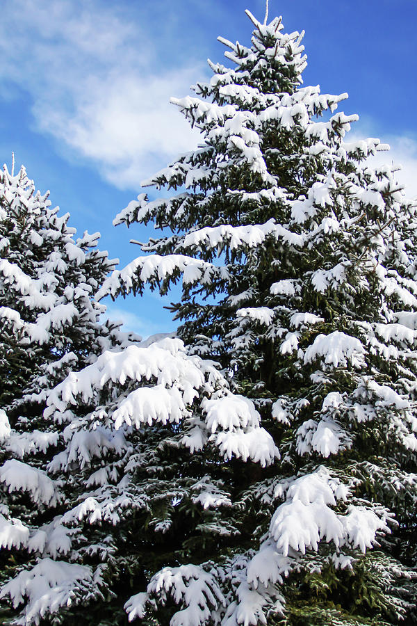 Evergreen Snow Photograph by J Havnen - Fine Art America