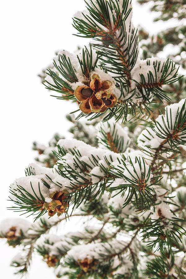 Evergreen Tree Covered With Snow Photograph by Jeanette Fellows