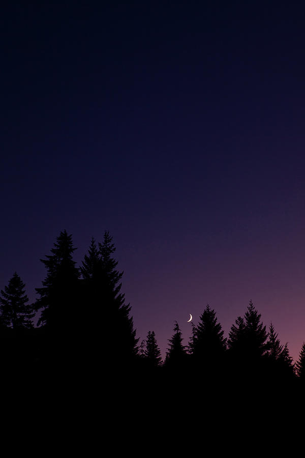 Evergreen Trees At Twilight Photograph by Andipantz