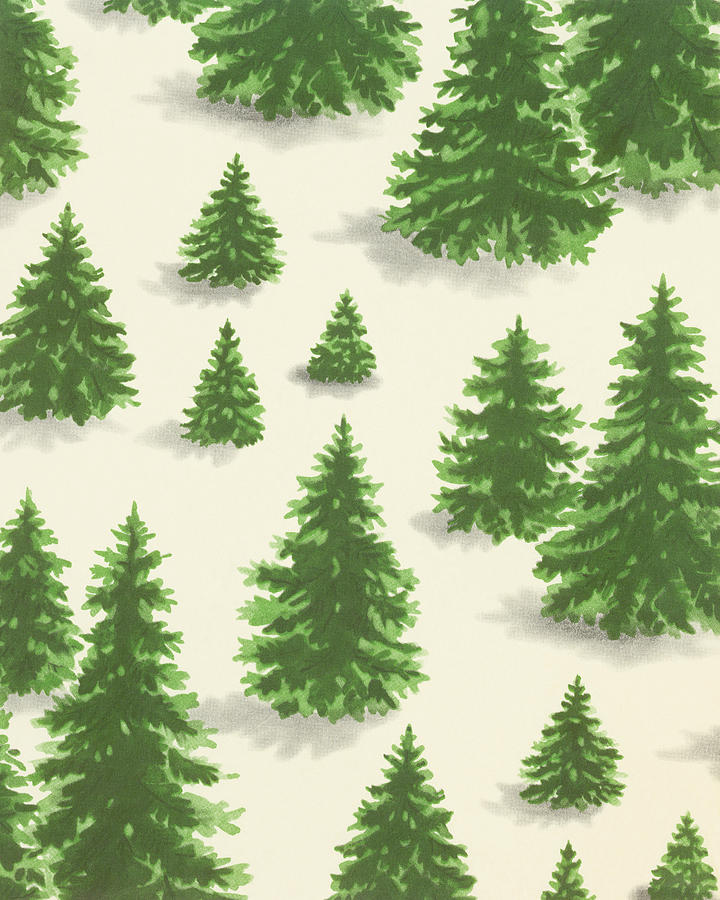 Christmas Drawing - Evergreen Trees by CSA Images