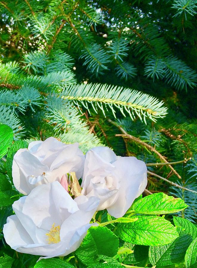 Evergreens and Wild Roses Photograph by Debra Grace Addison