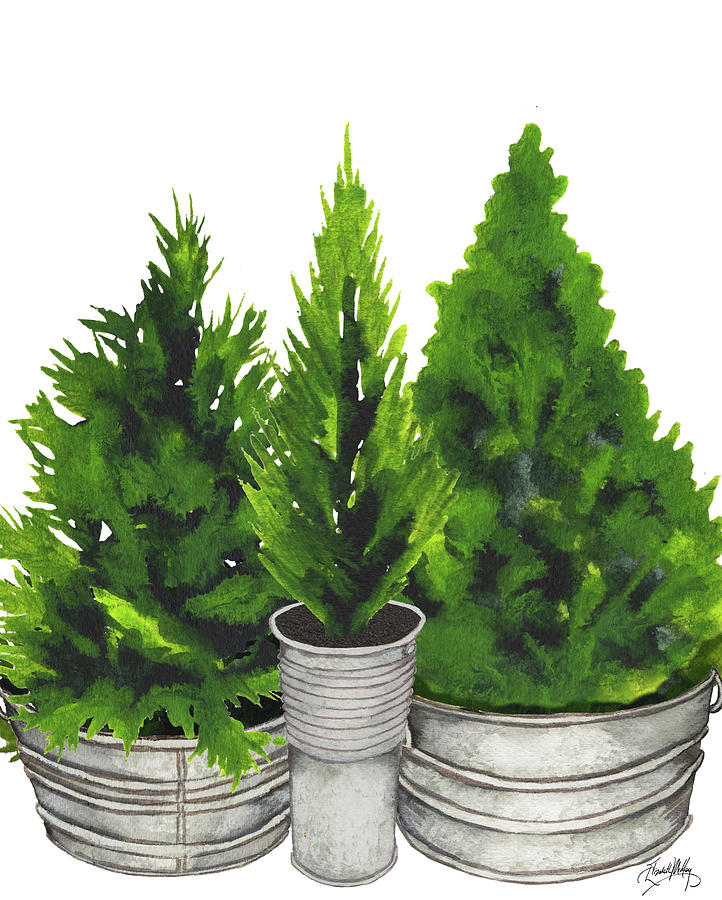 Christmas Mixed Media - Evergreens In Galvanized Tins by Elizabeth Medley