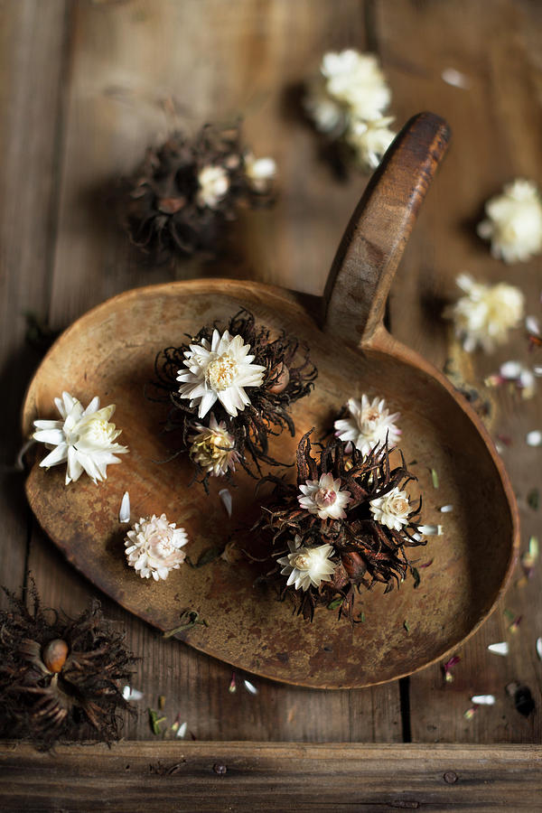 Everlasting Flowers helichrysum And Turkish Hazel corylus Colurna Nut Clusters Photograph by Sabine Lscher