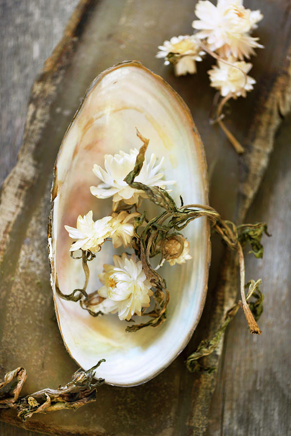 Everlasting Flowers In Freshwater Mussel Shell Photograph by Sabine Lscher