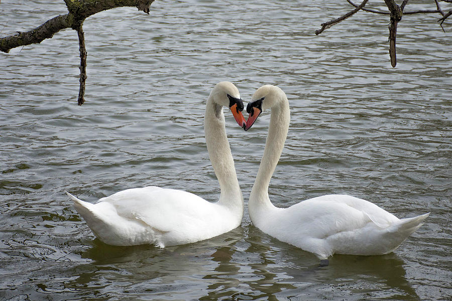 Swan Photograph - Everlasting Love by Cheryl Dumoulin