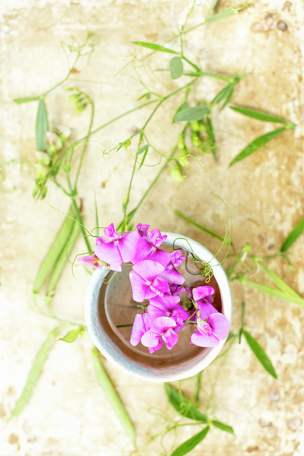 Everlasting Sweet Peas In Ceramic Bowl Surrounded By Seed Pods And Flower Buds Photograph by Sabine Lscher