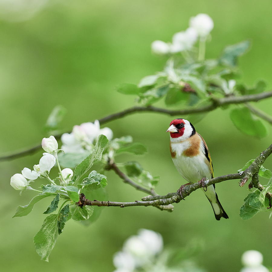Everybody Loves Flowers. Goldfinch And Apple Flowers Photograph
