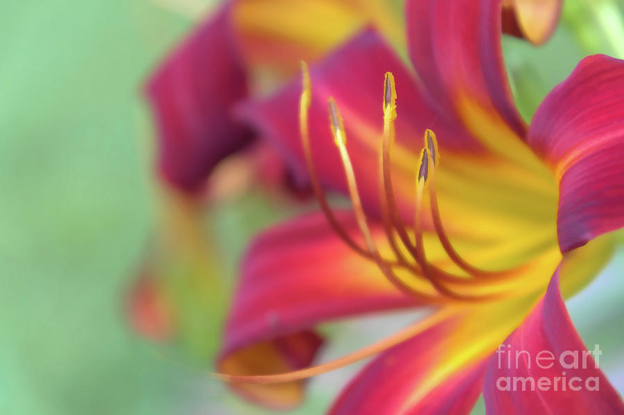 Everyday Pleasures Daylily Photograph by Amy Dundon