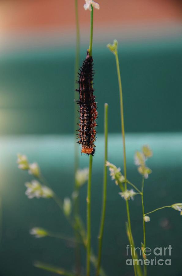 Everything has a purpose - macro by Adrian DeLeon Everything has a purpose - macro by Adrian DeLeon