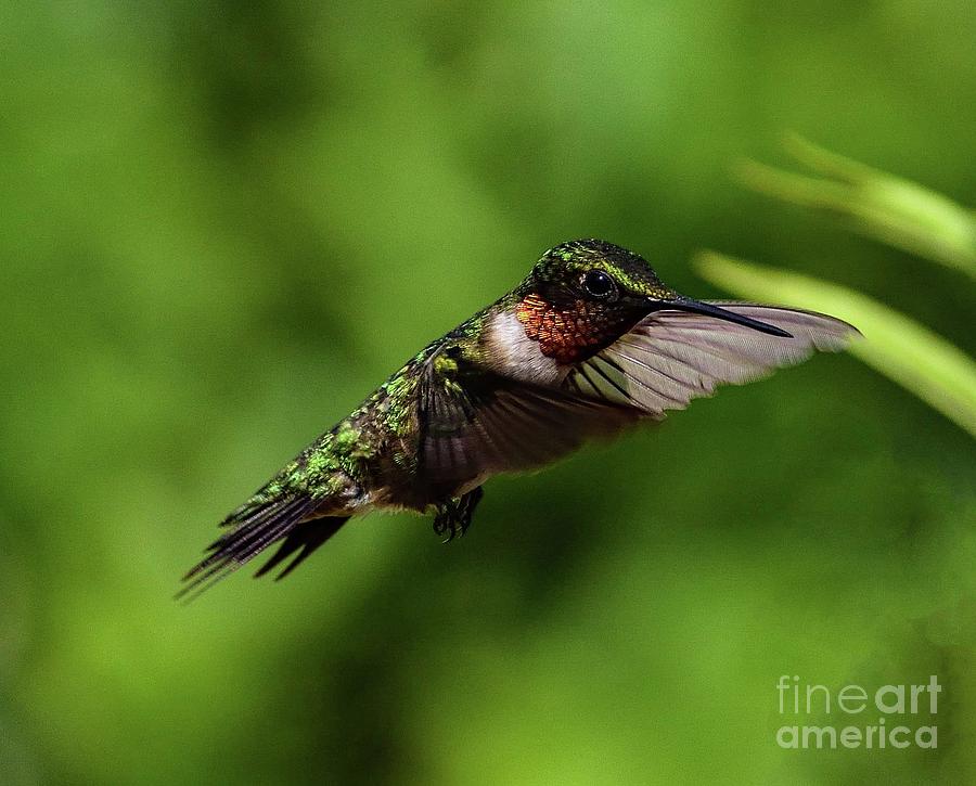 Everything That Glitters Is Not Gold - Ruby-throated Hummingbird Photograph