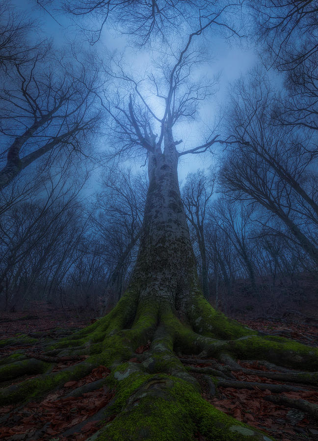 Evil Tree Photograph by Kirill Volkov