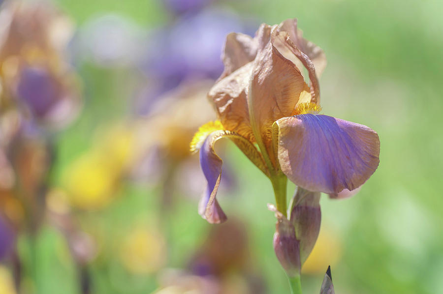 Evolution 1. The Beauty Of Irises Photograph by Jenny Rainbow