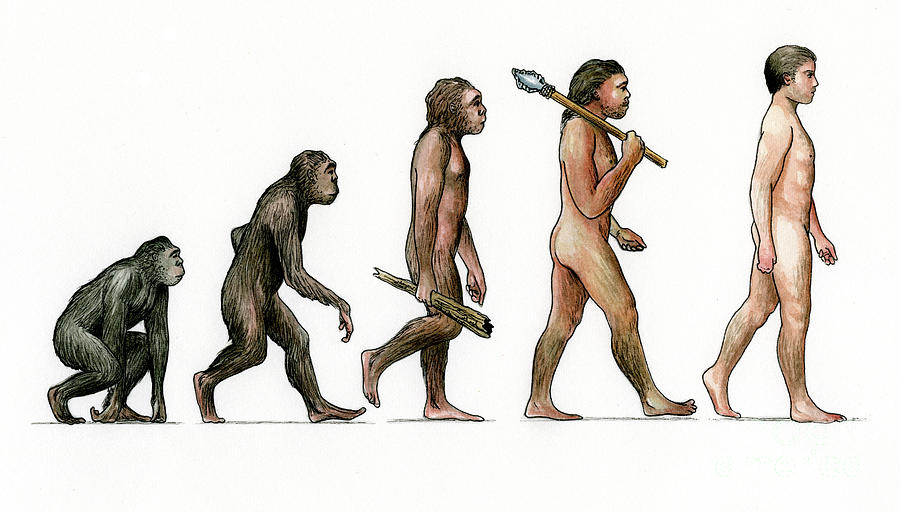 Evolution Of Manartist Karen Humpage Drawing by Print Collector