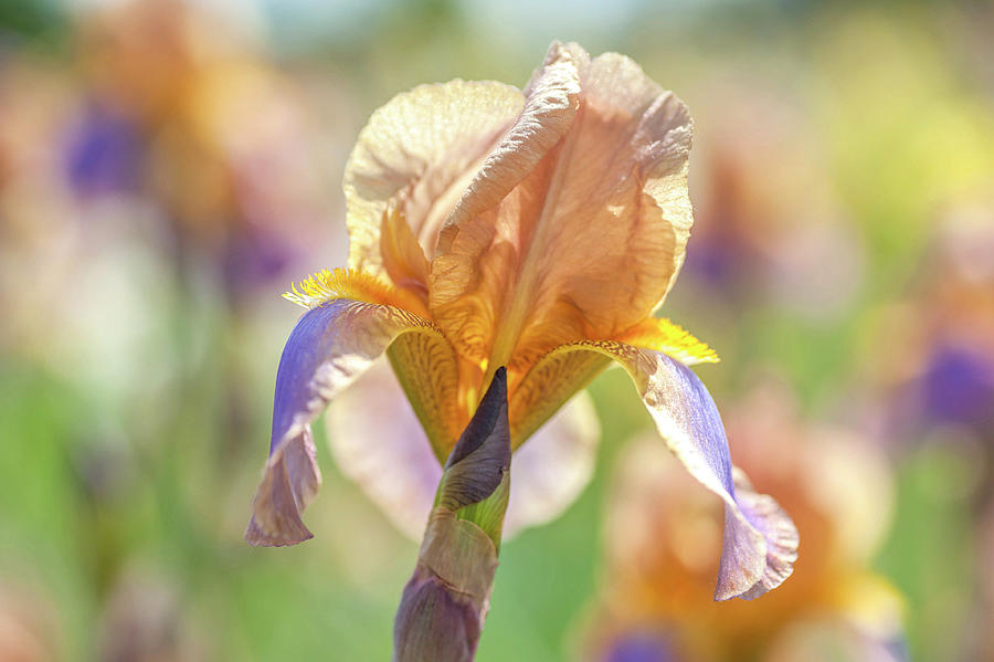 Evolution. The Beauty Of Irises Photograph by Jenny Rainbow