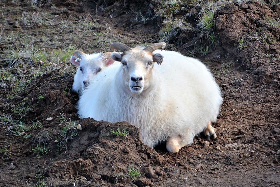 Sheep Photograph - Ewe And Lamb by Norman Burnham Sheep Photograph - Ewe And Lamb by Norman Burnham