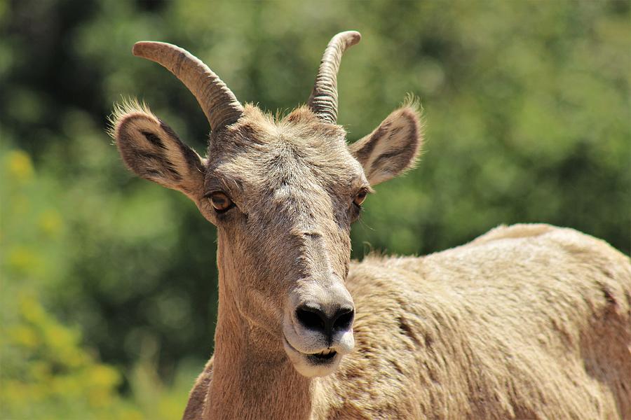Nature Photograph - Ewe Need Something? by Larry Kniskern Nature Photograph - Ewe Need Something? by Larry Kniskern