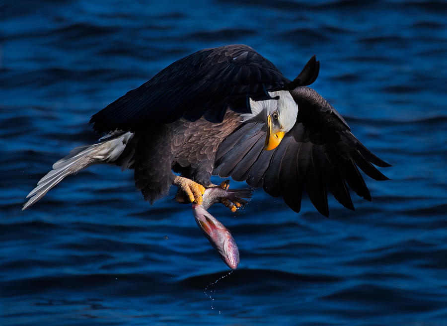 Eagle Photograph - Examination by Kevin Wang