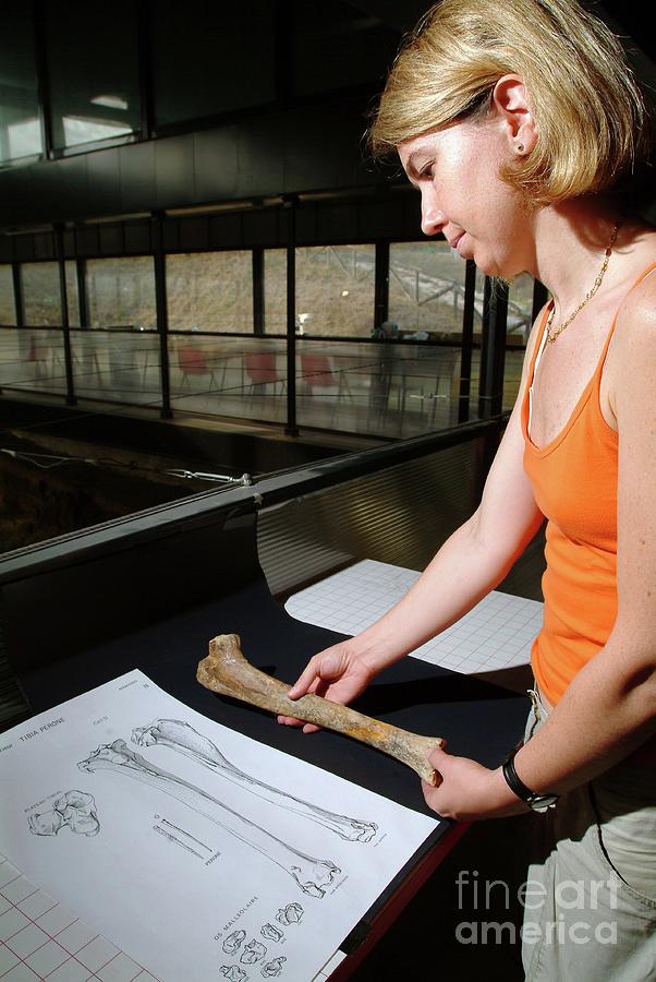 Examining Prehistoric Animal Bones Photograph by Pasquale Sorrentino/science Photo Library