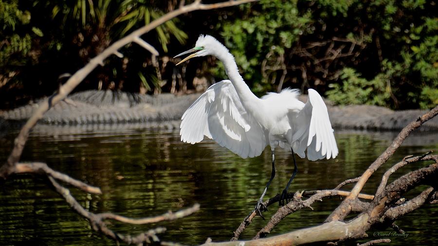 Excited Egret Photograph by Carol Bradley