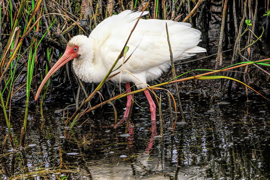 Excited White Ibis Photograph