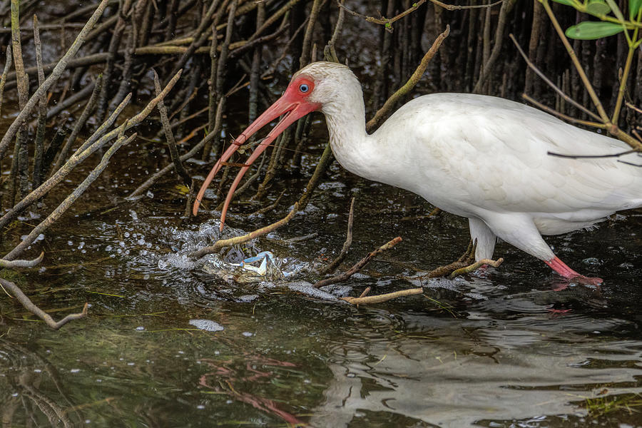 Excited White Ibis Drops Its Blue Crab Photograph by Debra Martz