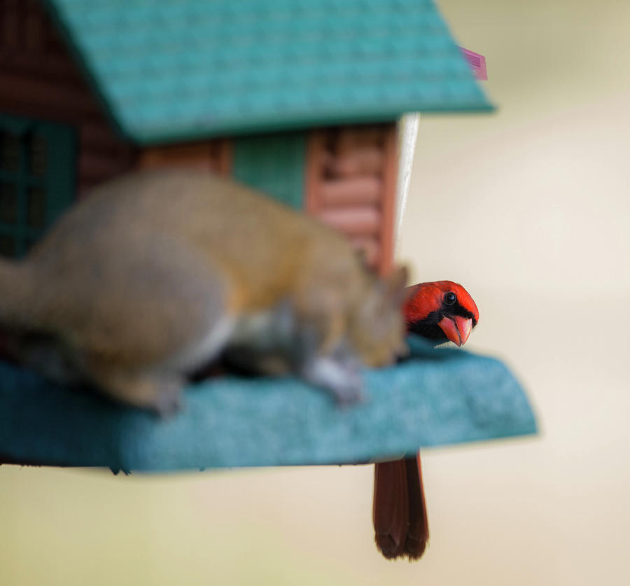 Excuse me, That's a bird feeder by Kevin Banker Excuse me, That's a bird feeder by Kevin Banker