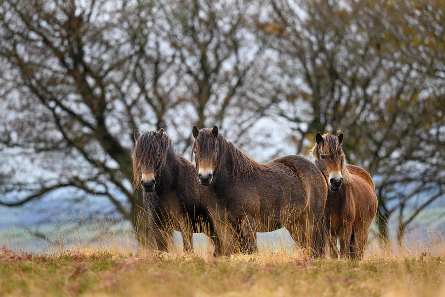 Exmoor Ponies In Exmoor National Park, England Photograph by Nick ...