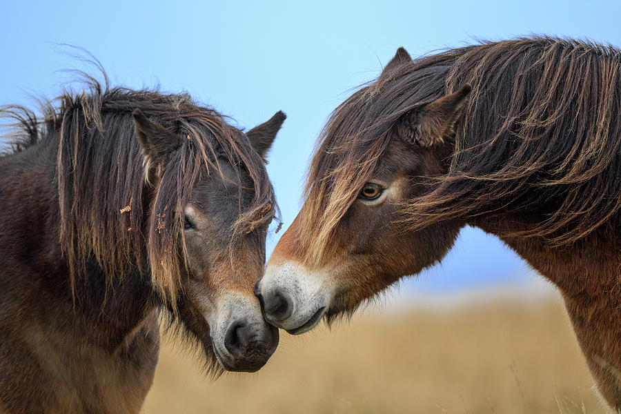 Exmoor Ponies Rubbing Noses, Exmoor National Park, England Photograph 