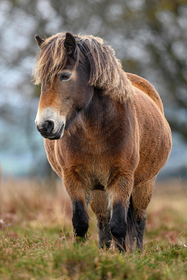 Exmoor Pony In Exmoor National Park, England Photograph by Nick Garbutt ...