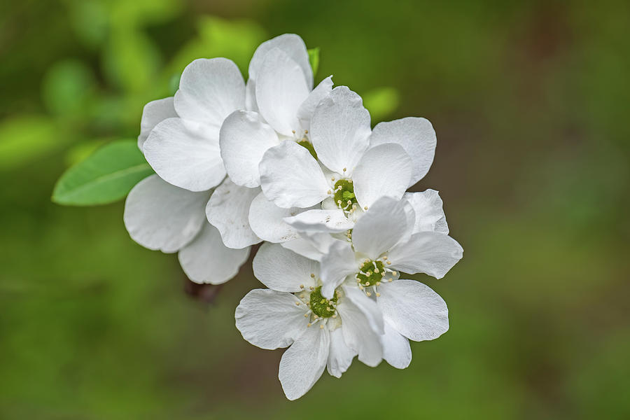 Exochorda Racemosa Pearlbush Flowers Photograph by Artur Bogacki