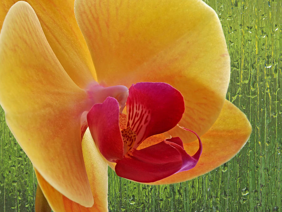 Exotic Beauty - Orange Orchid Photograph by Gill Billington