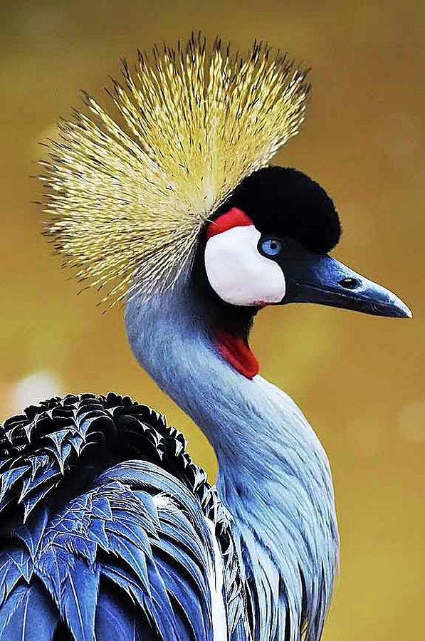 Exotic Bird Photograph by By Eugenio Carrer São Paulo Brazil