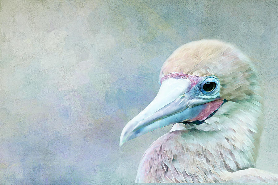 Exotic Bird Digital Art by Terry Davis