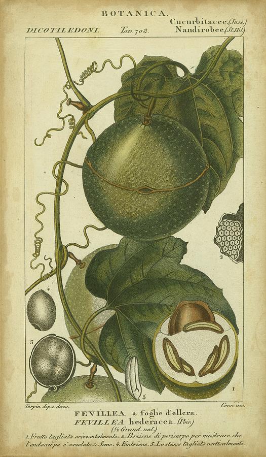 Fruit Painting - Exotic Botanica I by Turpin