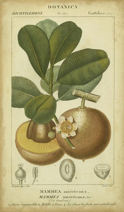 Fruit Painting - Exotic Botanica II by Turpin