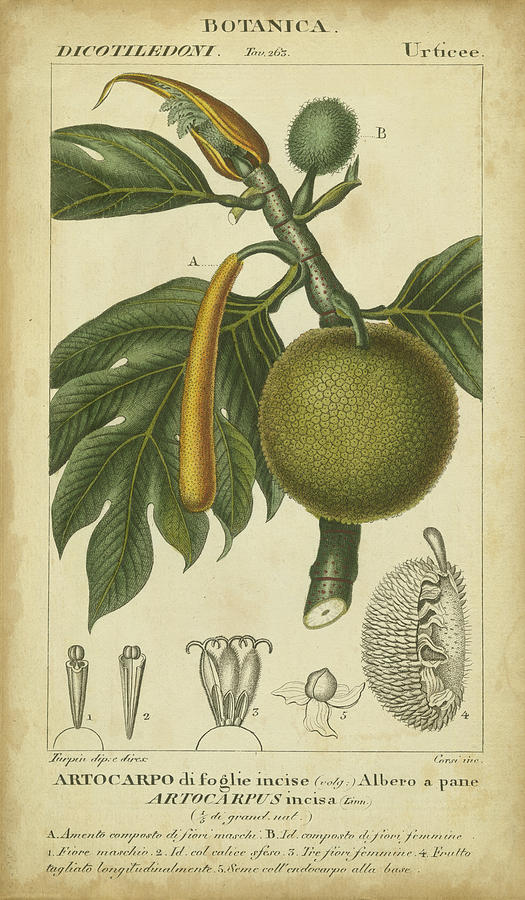 Fruit Painting - Exotic Botanica Iv by Turpin