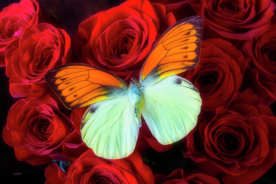 Exotic Butterfly on Red Roses Photograph by Garry Gay