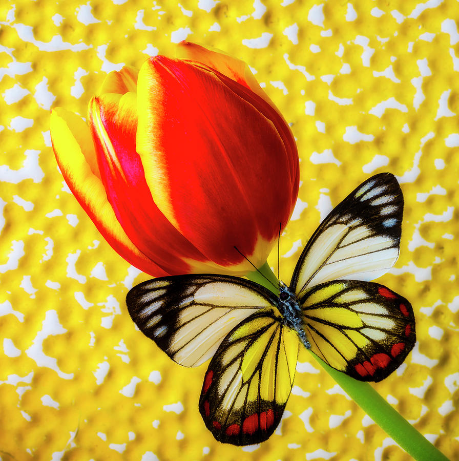 Exotic Butterfly On Red Yellow Tulip Photograph by Garry Gay