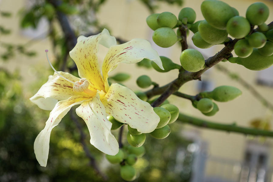 Exotic Flower - Blooming Ceiba Speciosa Silk Floss Tree Photograph by Georgia Mizuleva