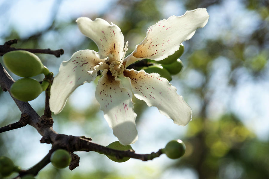 Exotic Flower - Blooming Silk Floss Tree Ceiba Speciosa Photograph by Georgia Mizuleva