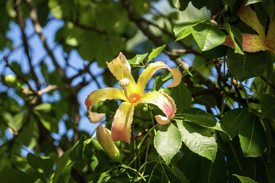 Exotic Flowers - Blooming Ceiba Speciosa Silk Floss Tree Photograph by Georgia Mizuleva