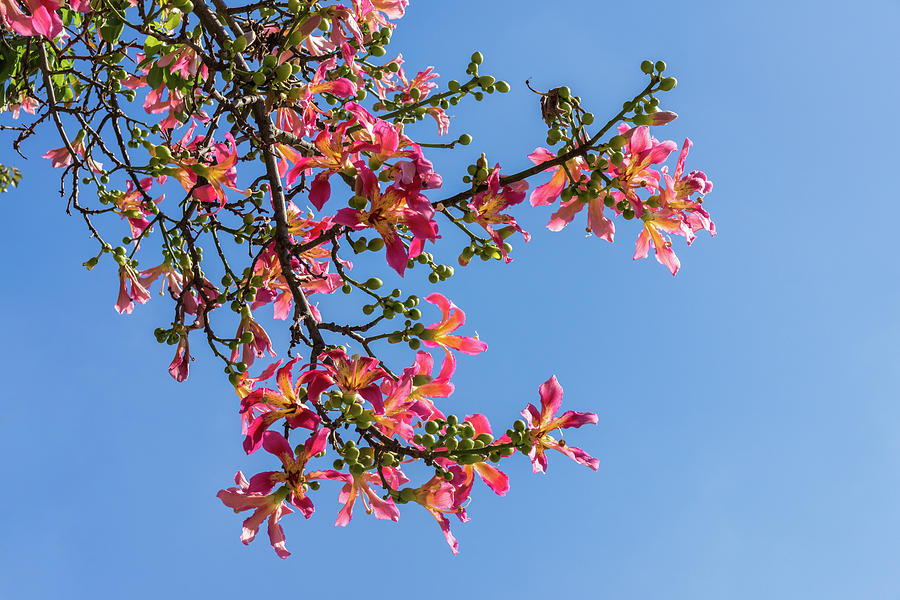 Exotic Flowers - Silk Floss Tree Ceiba Speciosa Blooming Branches Photograph by Georgia Mizuleva