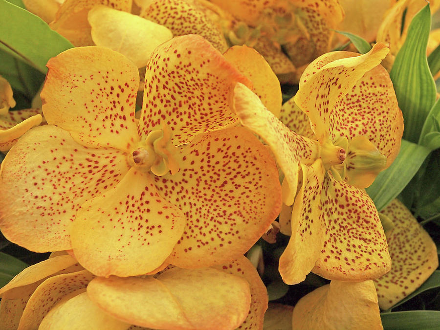 Exotic Gold - Yellow Orchid With Red Spots Photograph by Gill Billington