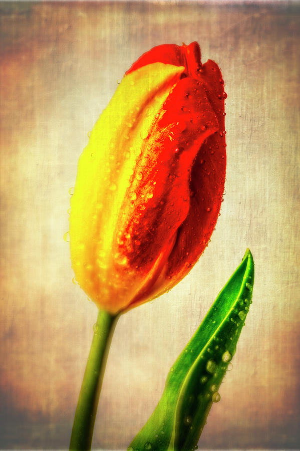 Exotic Half Yellow Half Red Tulip Photograph by Garry Gay