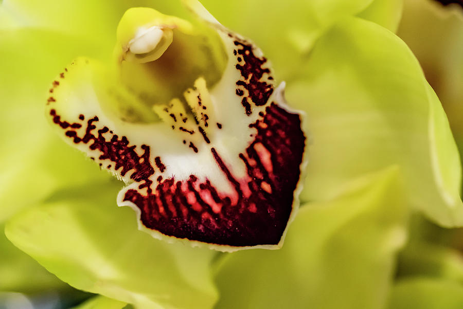 Orchid Photograph - Exotic Orchid 04 by Eva Bane